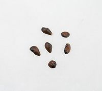 Prima Apple seeds